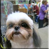 dog groomers