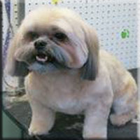pet groomers