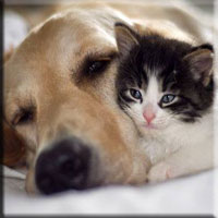 pet grooming