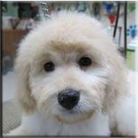 pet groomers